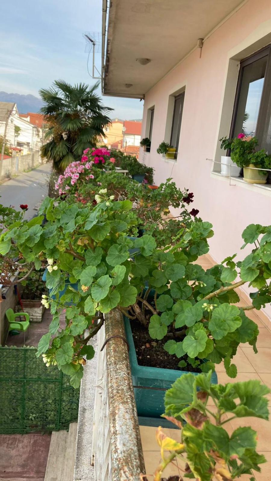 Blissful Hostel Shkodër Eksteriør billede