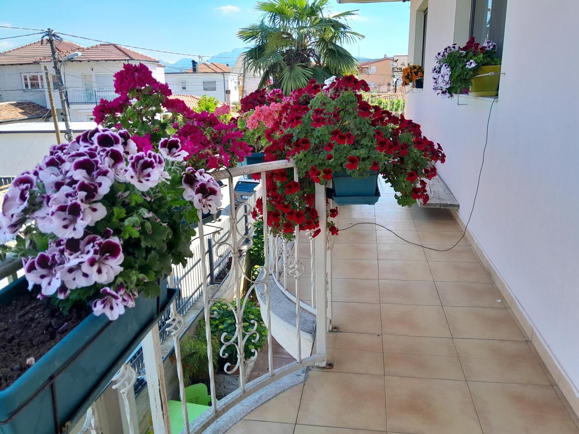 Blissful Hostel Shkodër Eksteriør billede